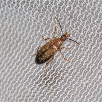 Euomma lateralis at Higgins, ACT - 26 Nov 2025 by AlisonMilton