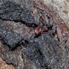 Unverified True bug (Hemiptera, Heteroptera) at Gungahlin, ACT - 24 Nov 2025 by AlisonMilton