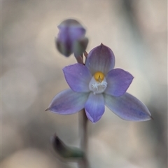 Thelymitra (genus) by Miranda