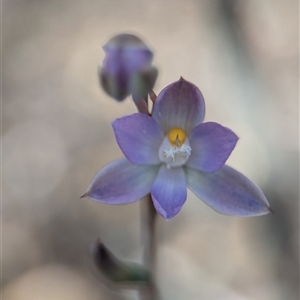 Thelymitra (genus) by Miranda