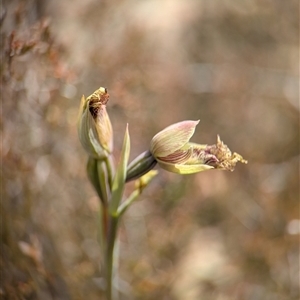 Calochilus robertsonii (Beard Orchid) by Miranda