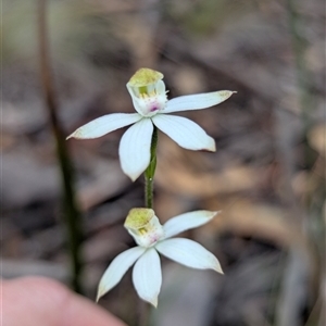 Caladenia moschata (Musky Caps) at Tinderry, NSW - 24 Nov 2025 by Miranda
