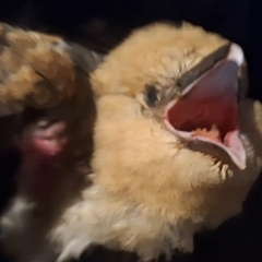 Scythrops novaehollandiae (Channel-billed Cuckoo) by Dron