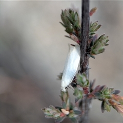 Xylorycta (genus) by Miranda