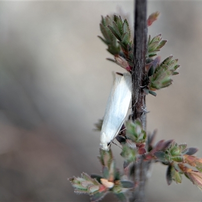 Xylorycta (genus) at  - suppressed by Miranda