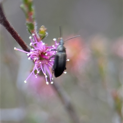 Unverified Beetle (Coleoptera) at Tinderry, NSW - 24 Nov 2025 by Miranda