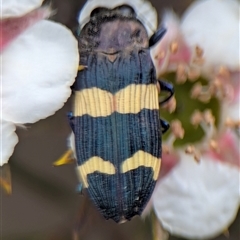 Castiarina bifasciata (Jewel beetle) by Miranda