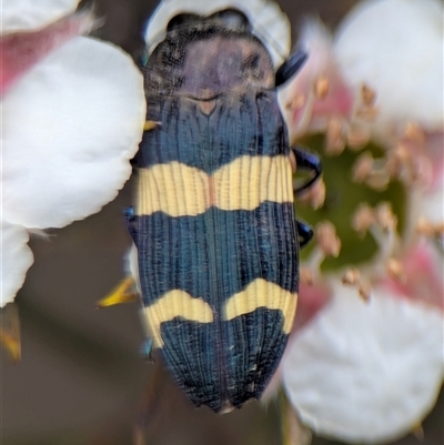 Castiarina bifasciata (Jewel beetle) at  - suppressed by Miranda