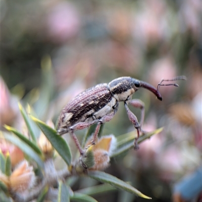 Aoplocnemis sp. (genus) (A weevil) at Tinderry, NSW - 24 Nov 2025 by Miranda