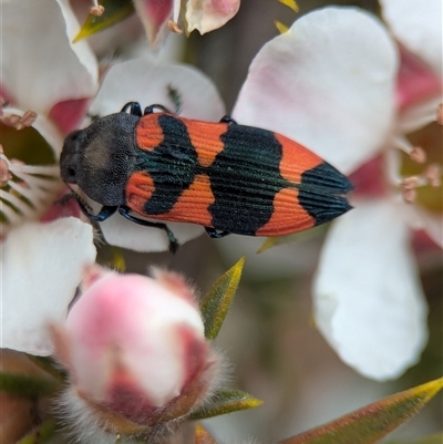 Castiarina kershawi (A jewel beetle) at  - suppressed by Miranda