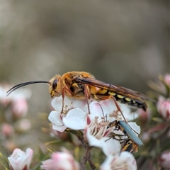Unverified Flower Wasps (Scoliidae, Thynnidae or Tiphiidae) at Tinderry, NSW - 24 Nov 2025 by Miranda