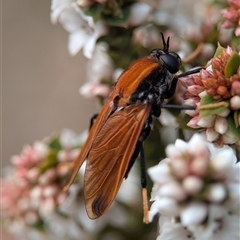 Pelecorhynchus fulvus (Orange cap-nosed fly) by Miranda
