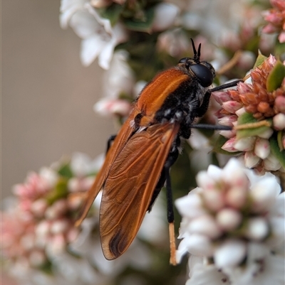 Pelecorhynchus fulvus (Orange cap-nosed fly) at  - suppressed by Miranda