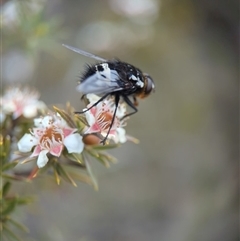 Amphibolia (Amphibolia) sp. (genus & subgenus) (A Bristle fly) by Miranda