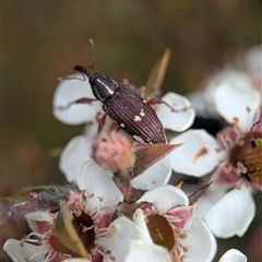 Aoplocnemis sp. (genus) (A weevil) at Tinderry, NSW - 24 Nov 2025 by Miranda