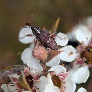 Aoplocnemis sp. (genus) (A weevil) at Tinderry, NSW - 24 Nov 2025 by Miranda
