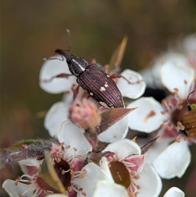 Aoplocnemis sp. (genus) (A weevil) at Tinderry, NSW - 24 Nov 2025 by Miranda