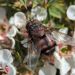 Unverified Blow fly (Calliphoridae) by Miranda