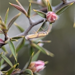 Unverified Moth (Lepidoptera) by Miranda