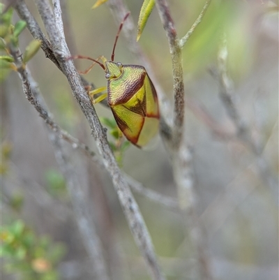 Unverified Shield, Stink or Jewel Bug (Pentatomoidea) at  - suppressed by Miranda