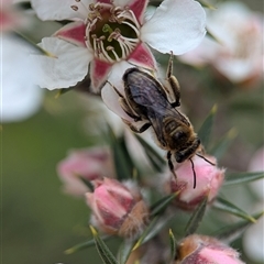 Leioproctus (Leioproctus) clarki by Miranda