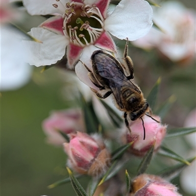 Leioproctus (Leioproctus) clarki at  - suppressed by Miranda