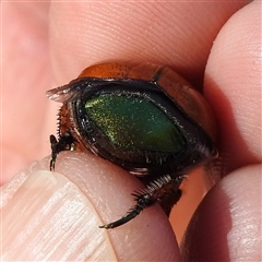 Anoplognathus brunnipennis (Green-tailed Christmas beetle) at Kambah, ACT - Yesterday by HelenCross