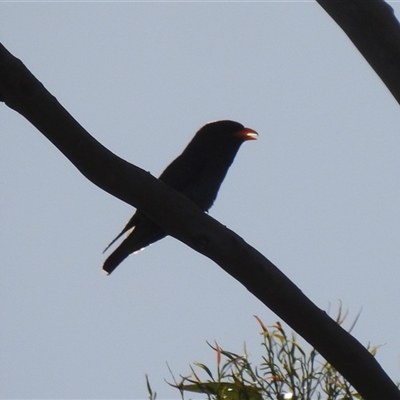 Eurystomus orientalis (Dollarbird) at Acton, ACT - 26 Nov 2025 by HelenCross