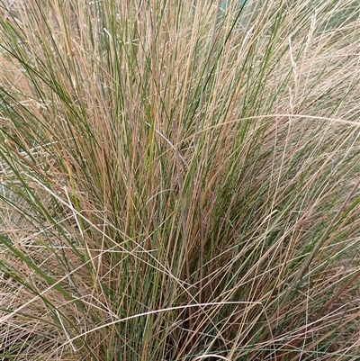 Holcus lanatus at Ballyroe, NSW - 19 Mar 2025 by TwoRivers