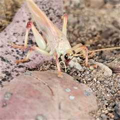 Unverified Insect at Fyshwick, ACT - 26 Nov 2025 by MatthewFrawley