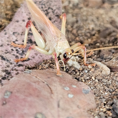 Unverified Insect at Fyshwick, ACT - 26 Nov 2025 by MatthewFrawley