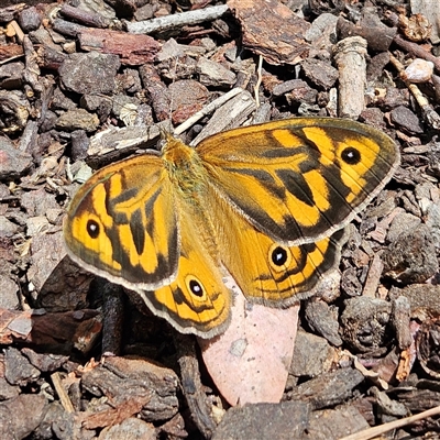 Heteronympha merope (Common Brown Butterfly) at Fyshwick, ACT - 26 Nov 2025 by MatthewFrawley