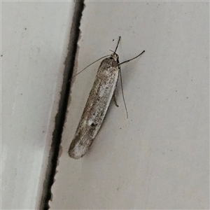 Unverified Moth (Lepidoptera) at Fyshwick, ACT - Yesterday by MatthewFrawley