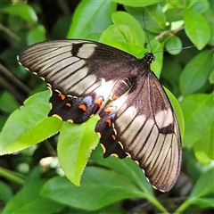 Papilio aegeus (Orchard Swallowtail, Large Citrus Butterfly) at Braidwood, NSW - Yesterday by MatthewFrawley