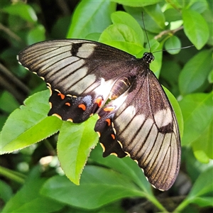Papilio aegeus (Orchard Swallowtail, Large Citrus Butterfly) at Braidwood, NSW - Today by MatthewFrawley