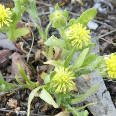 Triptilodiscus pygmaeus (Annual Daisy) at Ballyroe, NSW - 14 Oct 2018 by TwoRivers