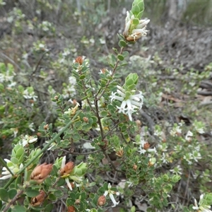 Brachyloma daphnoides (Daphne Heath) at Ballyroe, NSW - 6 Oct 2017 by TwoRivers