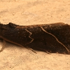 Lophotoma metabula (A Erebid moth) at Ainslie, ACT - 26 Nov 2025 by jb2602