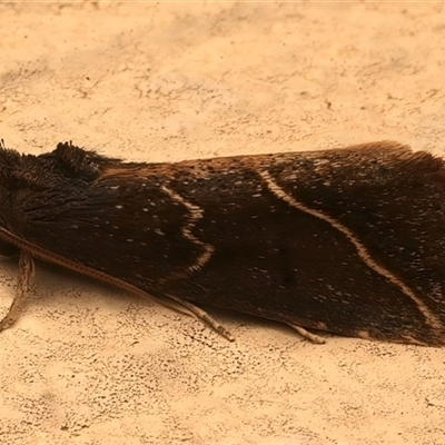 Lophotoma metabula (A Erebid moth) at Ainslie, ACT - 26 Nov 2025 by jb2602