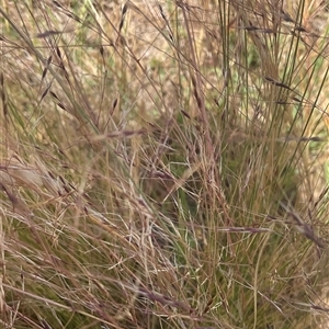 Nassella trichotoma (Serrated Tussock) at Yarralumla, ACT - Today by Jennybach