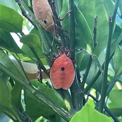 Musgraveia sulciventris (Bronze Orange Bug) at Higgins, ACT - 24 Nov 2025 by Jennybach