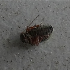 Unverified Leaf beetle (Chrysomelidae) by Paul4K