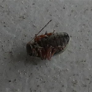 Unverified Leaf beetle (Chrysomelidae) by Paul4K