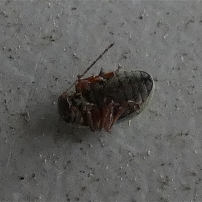 Unverified Leaf beetle (Chrysomelidae) at  - suppressed by Paul4K