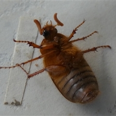 Unverified Scarab beetle (Scarabaeidae) by Paul4K