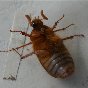 Unverified Scarab beetle (Scarabaeidae) by Paul4K