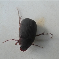 Unverified Scarab beetle (Scarabaeidae) by Paul4K