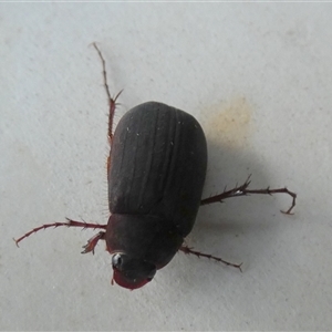 Unverified Scarab beetle (Scarabaeidae) by Paul4K