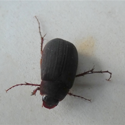 Unverified Scarab beetle (Scarabaeidae) at  - suppressed by Paul4K