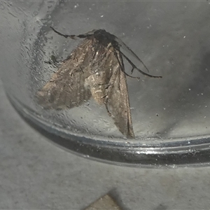 Dichromodes stilbiata by Paul4K